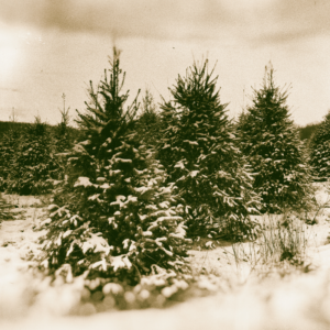 a farm of christmas trees covered in snow