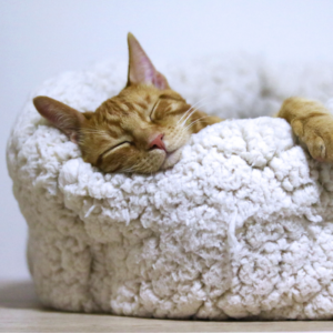 photo of orange cat sleeping on a white fluffy bed