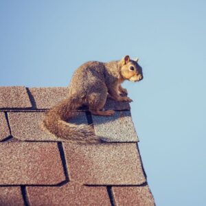 a squirrel sitting on the peak of a roof