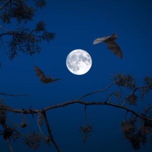 bats flying at night near a tree with a full moon in the background