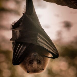 a bat hanging upside down off of a tree branch, all wrapped up in its wings